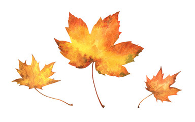 Set of fall coloured bright hand-painted leaves. Autumn leaves painted with watercolors on white background isolated  for seasonal advertisement, invitations, cards. Colorful maple leaves illustration
