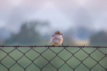 Little bird on the fence 