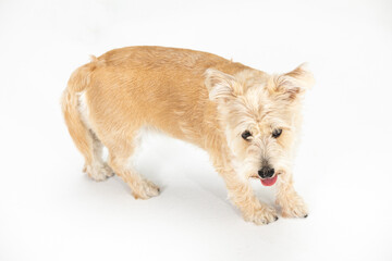 A multi-breed dog walks directly into the camera. Isolated from the background.