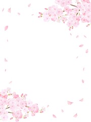 美しく華やかな満開の桜の花と花びら舞い散る春の白バックフレームベクター素材イラスト