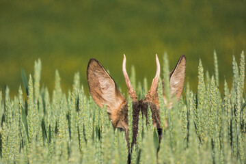 Roe deer head on the wheat field
