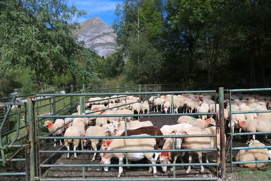 Sheep pen in Pyrenees, France