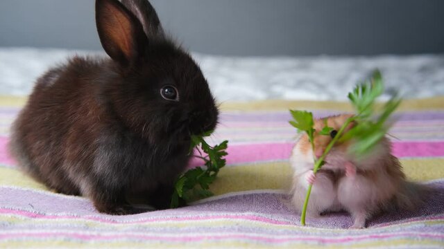 cute pets rabbit and hamster sit on the bed and eat parsley
