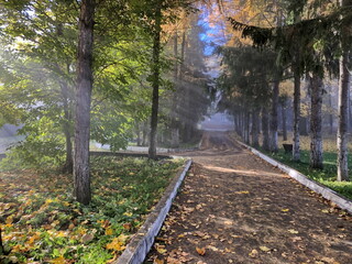 Foggy morning in the city autumn park.