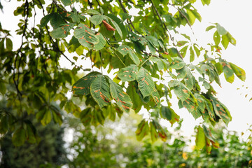 Exploring the leaves of the trees, acquaintance with nature. Leaves of the horse chestnut tree