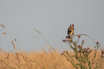 bird on the fields flowers