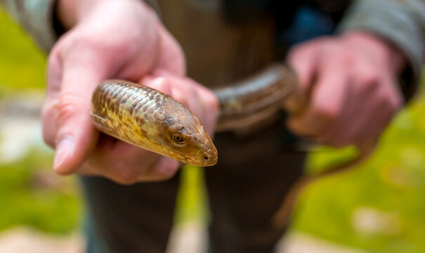 Snake close-up. The caught snake is held by a man in his hands. Lizard without legs. Pseudopus apodus
