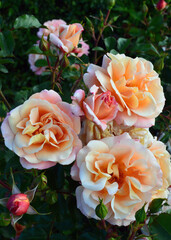 orange roses in garden