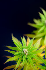 Vista de cerca de flores y hojas de marihuana