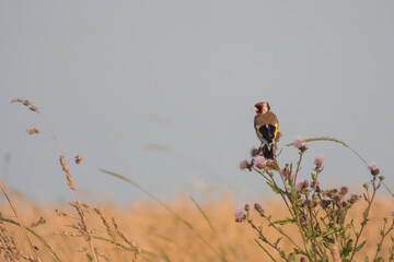 bird on the fields flowers