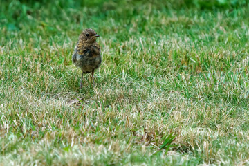 A cute juvenile european robin (Erithacus rubecula) 