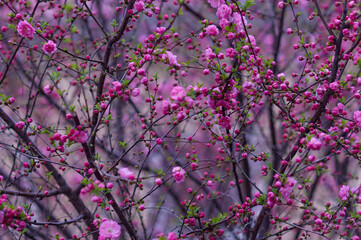 Cherry Blossom. Nature spring background from pink sakura flowers with bokeh. Selective focus.