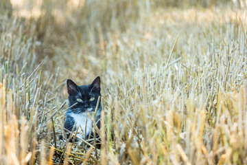 Cat in field stubble