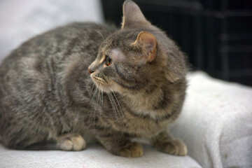 gray with stripes cat lies on the couch