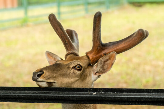 Close up photo of deer with furry antlers in zoo