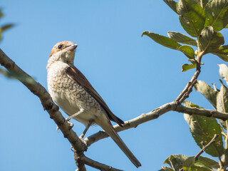 a bird in the branch