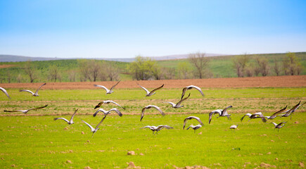 Cranes arrived in the south, the flock sits on the field