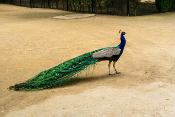 Beautiful male peacock in national zoo