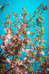 Spring garden. Blooming trees in the garden. Bright colorful spring flowers. Nature.Spring background. Macro