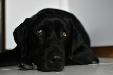 Black Labrador dog lying on a white tile with a nostalgic and tired look. Concept of nostalgia and wave to the soul