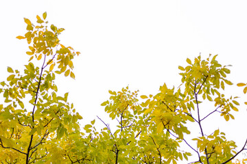Picture from below of an autumn tree with yellow leaves, the sky is in a background.