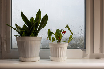 Two flowers in white plastic pots stand on the windowsill, and it is raining outside the window. Autumn mood