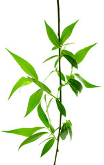 Fototapeta premium Lovely spring willow foliage. Young branches with green leaves. Isolated. Nature is waking up. Greenery for decoration.