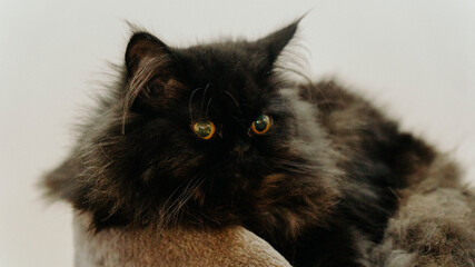 kot pers mały czarny rudy - obrazy, fototapety, plakaty