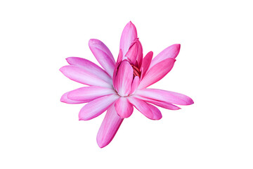 Pink lotus flower isolated on white background. Object with clipping path.