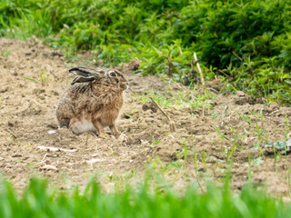Hare in the grass