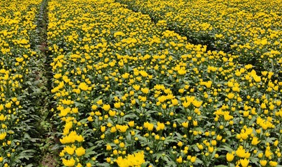 Obraz premium Yellow Garden
