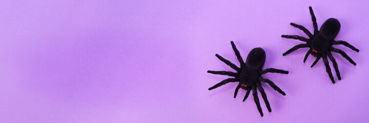 two black spiders on purple background. Halloween holiday concept. Copy space. Banner