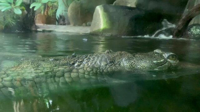Crocodile filmed through glass, Prague Zoo, Czech Republic - (4K)