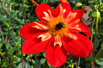 Makroaufnahme einer Biene bestäubt eine rote Blume