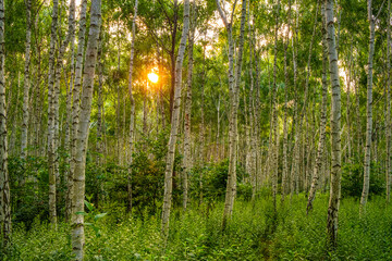 Summer landscape of young silver birch forest thicket - latin Betula pendula - in Las Kabacki Forest in Warsaw in central Poland - obrazy, fototapety, plakaty
