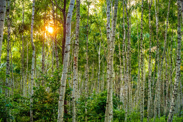 Summer landscape of young silver birch forest thicket - latin Betula pendula - in Las Kabacki Forest in Warsaw in central Poland - obrazy, fototapety, plakaty