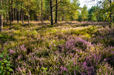 Autumn landscape of mixed forest with undergrowth shrub of common heather - latin Calluna vulgaris - in full blossom in Mazovia Landscape Park near Otwock town in central Poland
