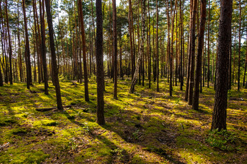 Autumn landscape of mixed forest with undergrowth shrub of common heather - latin Calluna vulgaris - in full blossom in Mazovia Landscape Park near Otwock town in central Poland