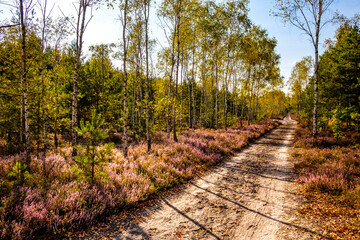 Autumn landscape of mixed forest with undergrowth shrub of common heather - latin Calluna vulgaris - in full blossom in Mazovia Landscape Park near Otwock town in central Poland - obrazy, fototapety, plakaty