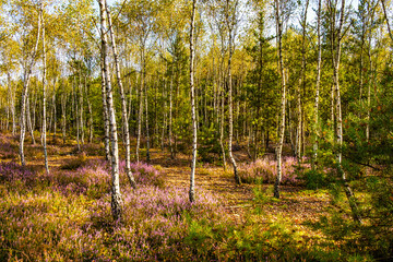 Autumn landscape of mixed forest with undergrowth shrub of common heather - latin Calluna vulgaris - in full blossom in Mazovia Landscape Park near Otwock town in central Poland - obrazy, fototapety, plakaty