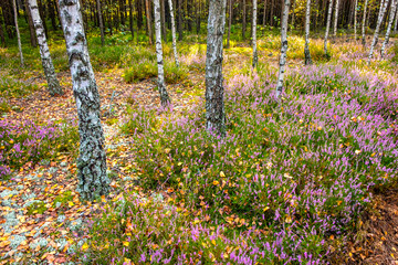 Autumn landscape of mixed forest with undergrowth shrub of common heather - latin Calluna vulgaris - in full blossom in Mazovia Landscape Park near Otwock town in central Poland