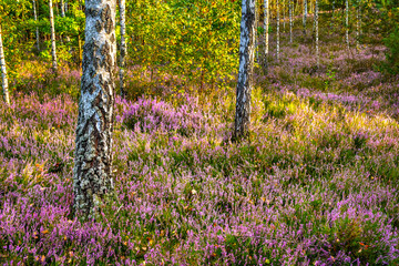 Autumn landscape of mixed forest with undergrowth shrub of common heather - latin Calluna vulgaris - in full blossom in Mazovia Landscape Park near Otwock town in central Poland