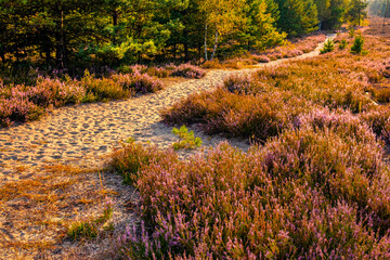 Autumn landscape of mixed forest with undergrowth shrub of common heather - latin Calluna vulgaris - in full blossom in Mazovia Landscape Park near Otwock town in central Poland