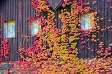 Fototapeta na wymiar A wooden house facade with autumn leaves in the Spree forest, Federal state Brandenburg - Germany