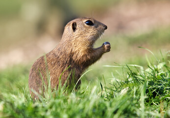 Ground squirrel Spermophilus citellus European, curious in the grass