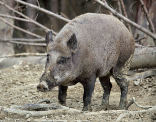 Wild boar, sus scrofa , In the evening, wild boars come out of the forest to look for food
