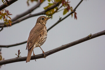 singing bird on a tree branch 