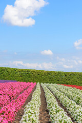 秋　中富良野のお花畑