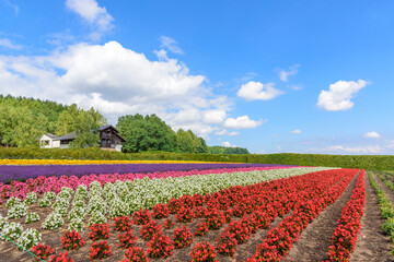 秋　中富良野のお花畑