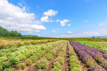 秋　中富良野のお花畑